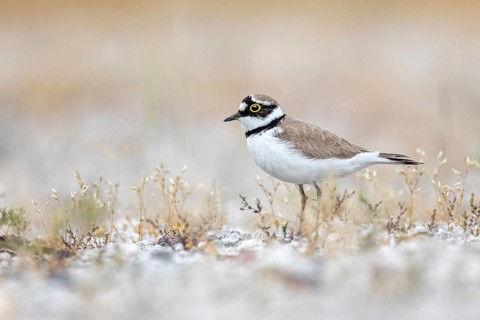 Little Ringed Plover (Charadrius dubius), Saxony-Anhalt, Germany