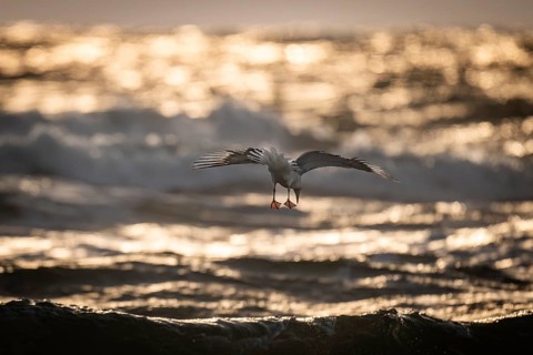 Herring gull (Larus argentatus) in flight over the surf looking for starfish, evening light, Hvide