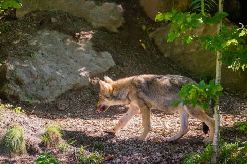 A grey wolf pup (Canis lupus lupus) walks past its den in the forest on a sunny day