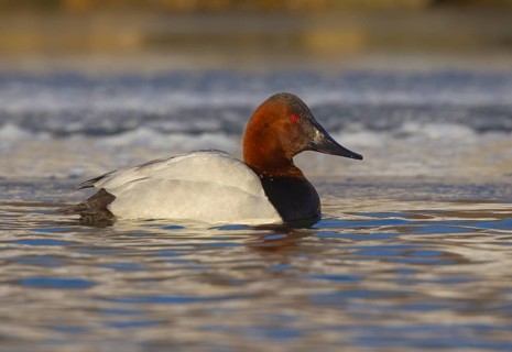 Canvasback (Aythya valisineria) male, Ohio, USA
