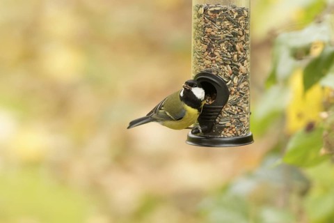 Great tit eating seeds from a feeder. seasonal bird feeding, Bad Salzschlirf, Hessen, Germany