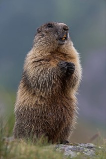 One adult Alpine Marmot, Marmota marmota, sitting erected in green grass on a rock