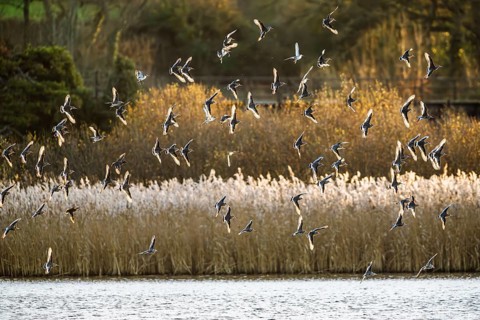Black-tailed Godwits, Limosa limosa, birds in flight over marshes