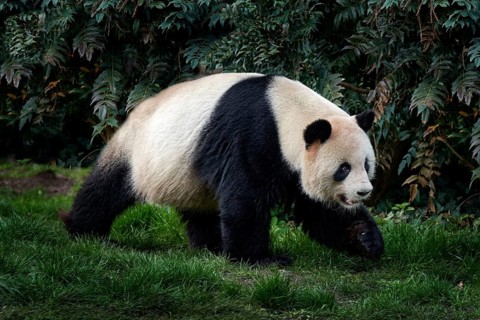 Panda walk in green forest vegetation. Wildlife scene from China nature. Portrait of Giant Panda