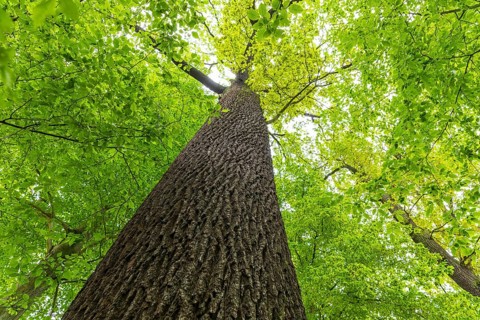 On the trunk of an oak (quercus) looking upwards into the treetop, Brandenburg, Germany