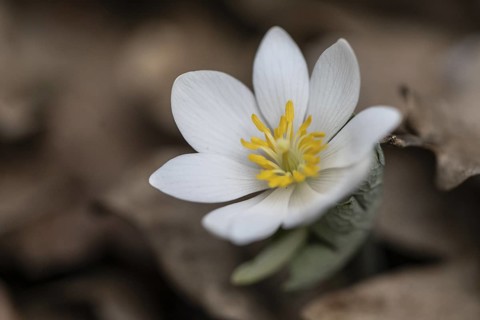 Canadian bloodroot (Sanguinaria canadensis), Emsland, Lower Saxony, Germany
