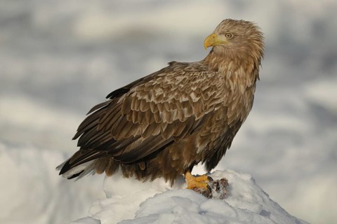 White-tailed Eagle (Haliaeetus albicilla), Hokkaido, Japan