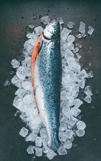 Freshly frozen salmon on ice, ready to cook, top view, dark background