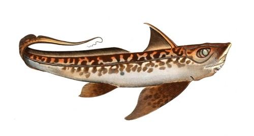 Fish, Pisces, Chimaera monstrosa, family of short-nosed manatees within the cartilaginous fish,