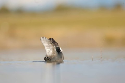 A European coot with open wings gently floats on the tranquil waters of a wetland in Puebla de