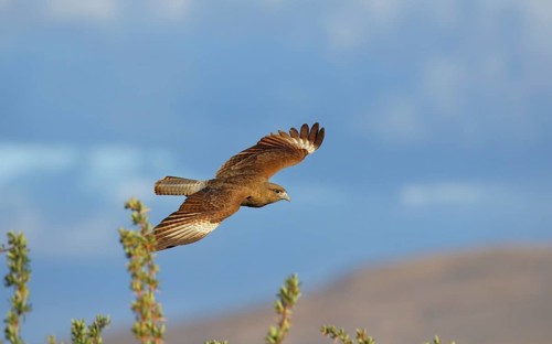 Chimangokarakara, lat. Phalcoboenus chimango, im Flug