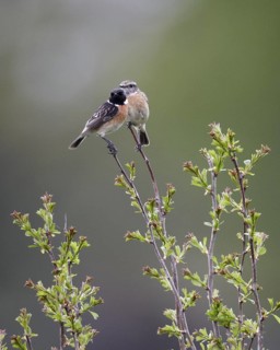 European Stonechat (Saxicola rubicola) pair, Mecklenburg-Western Pomerania, Germany