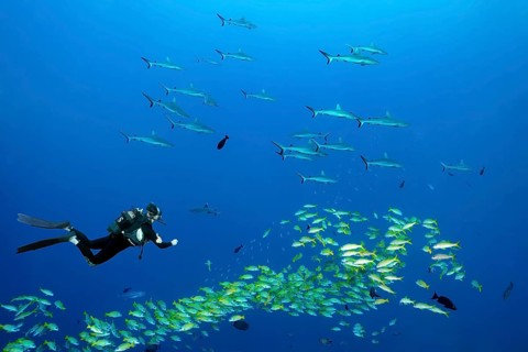 Diver observing shoal of Grey reef shark (Carcharhinus amblyrhynchos), shoal of Blue stripe snapper