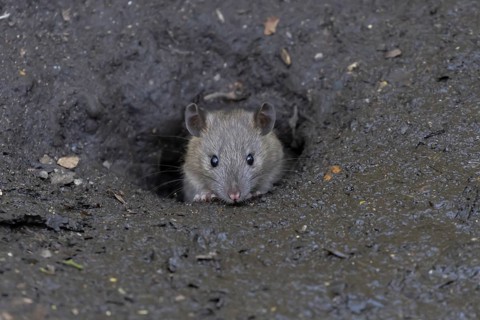 European brown rat (Rattus norvegicus) adult rodent mammal looking out from its burrow hole,