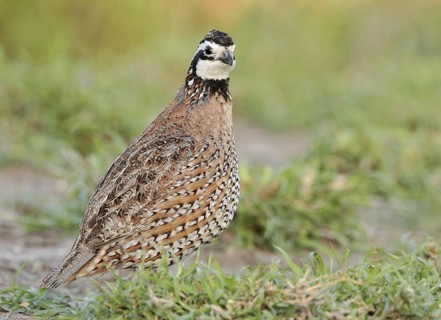 Northern Bobwhite (Colinus virginianus) male, Texas, USA