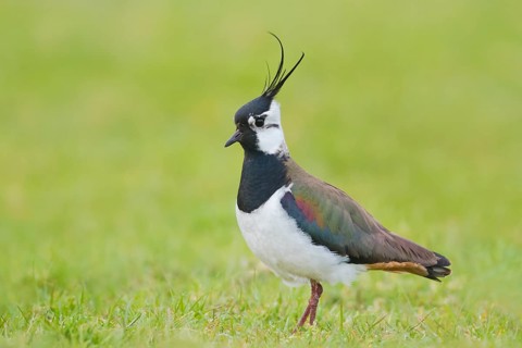 Kiebitz, Vanellus vanellus Northern Lapwing, Vanellus vanellus