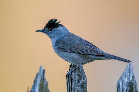Blackcap, blackcap, blackcap, Sylvia atricapilla, birds, garden, garden fence, male, passeri,