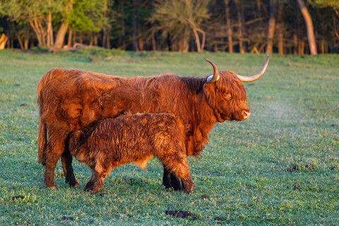 A highland cow (Bos primigenius taurus) suckles her calf