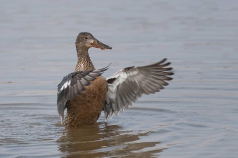 Northern Shoveler (Spatula clypeata) female, flapping wings, Catalonia, Spain