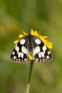 Marbled white butterfly (Melanargia galathea) adult insect feeding on a Hawksbit flower in summer,