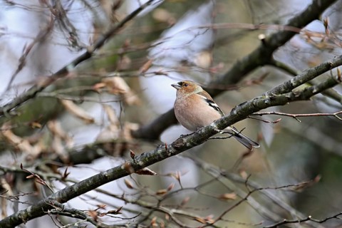 Common chaffinch (Fringilla coelebs), male sitting on a branch, Switzerland