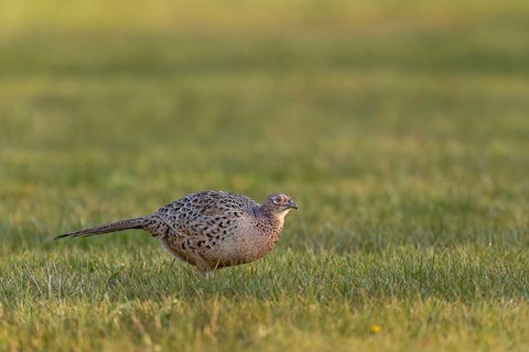 A female pheasant (Phasianus colchicus) searches for food in a meadow in the evening sunlight,