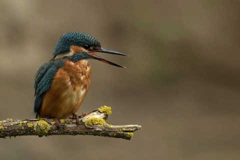 Ijsvogel juvenile vrouw, Kingfisher juvenile female