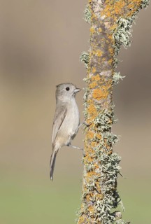 Oak Titmouse (Baeolophus inornatus) perched on a branch, California, USA