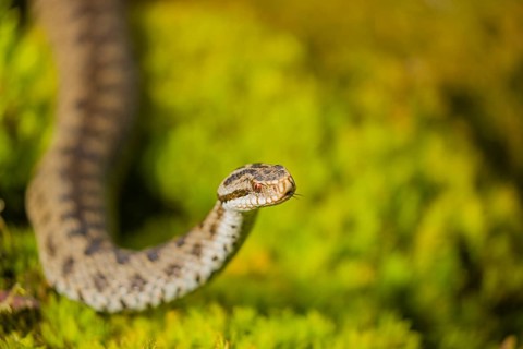 One Vipera berus, the common European adder or common European viper, creeps over moss and rocks