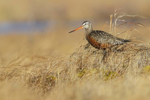 Hudsonian Godwit (Limosa haemastica) perched on the tundra near Churchill, Manitoba, Canada