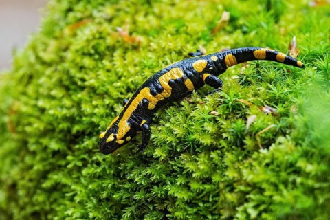 Feuersalamander (Salamandra salamandra) läuft am Waldboden über feuchtes Moos, Bayern, Deutschland