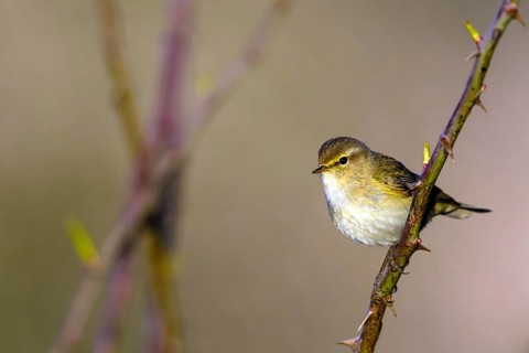 Chiffchaff, (Phylloscopus collybita), (Phylloscopus collybitus), willow warbler, songbird, perch,