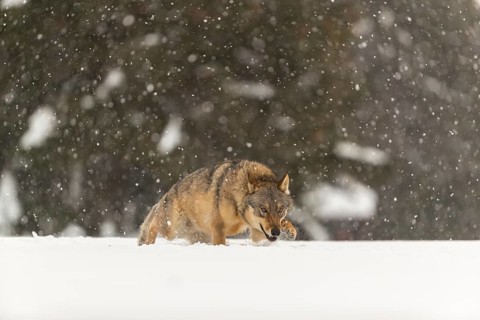 One male eurasian gray wolf (Canis lupus lupus) running thru deep snow during snow fall. A forest