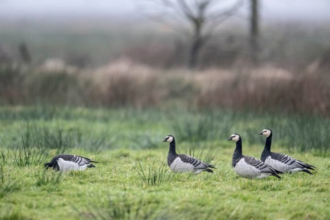 White-fronted Geese, Barnacle Geese (Branta leucopsis), East Frisia, Lower Saxony, Germany