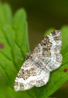 Epirrhoea alternata, geometridae, grit weeding, weeding, tensioner, butterfly, common carpet, high