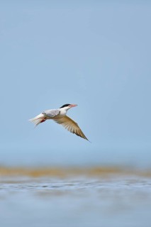 Elegant tern (Thalasseus elegans) flying in the sky above the sea, hunting, ebro delta, Catalonia,