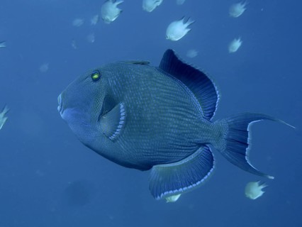 Blue-striped triggerfish (Pseudobalistes fuscus)
