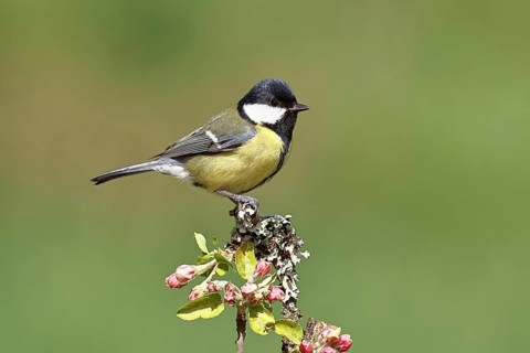 Great tit (Parus major) sitting on a branch with apple blossoms (Malus domestica), Wilnsdorf, North