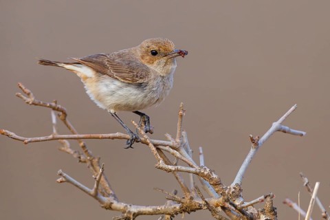 Arabian Wheatear, (Oenanthe lugentoide, Middle East, Oman, Jabal Samhan, Salalah, Dhofar, Oman