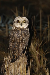 Short-eared Owl (Asio flammeus), Lisbon, Portugal