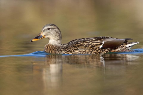 Mallard Anas platyrhynchos Gilbert, Maricopa County, Arizona, United States 9 February Adult Female