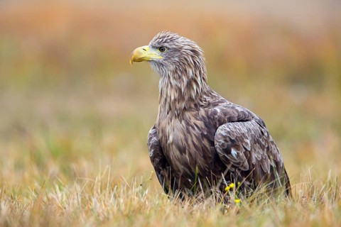 White-tailed eagle, animals, birds, birds of prey, eagle, (Haliaeetus albicill), Haliaaetus