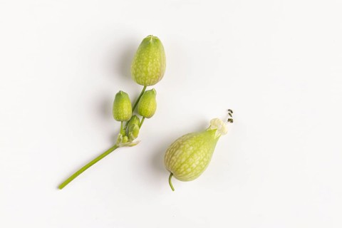 Seed heads of common ragwort (Silene vulgaris), white background, close-up