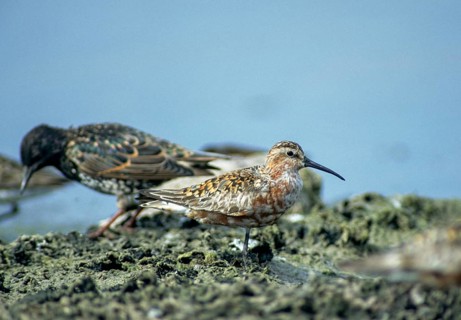 Calidris ferruginea, curlew sandpiper, sickle sandpiper, birds, charadriiformes, leo, limikolen,
