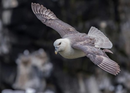 Northern Fulmar (Fulmarus glacialis) flying, Scotland, United Kingdom