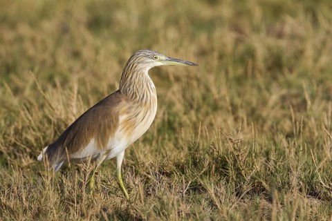 Squacco Heron (Ardeola ralloides), Oman