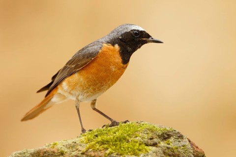 Common Redstart (Phoenicurus phoenicurus) male, Asturias, Spain