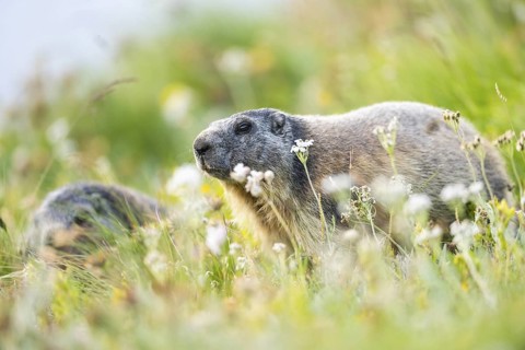 Alpine marmot (Marmota marmota) in autumn, Grossglockner, High Tauern National Park, Austria