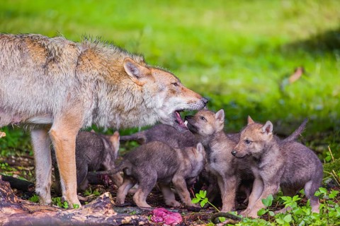 A female Eurasian Grey Wolf (Canis lupus lupus) feeds her pups with meat that she chokes out