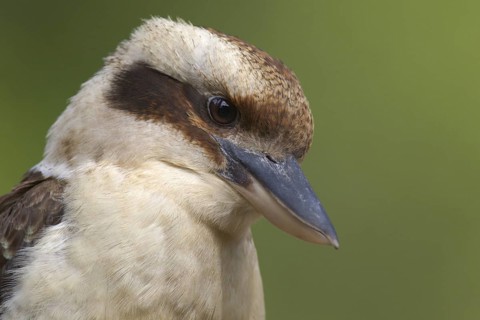 Laughing Kookaburra (Dacelo novaeguineae), New South Wales, Australia